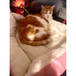 Поповдигнато плюшено диванче за котки с дървени крачета