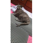 Двуслойна водоустойчива подложка за котешка тоалетна