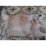 Дървена постелка за драскане и острене на ноктите на котката подходяща за предпазване на мебелите от унищожение