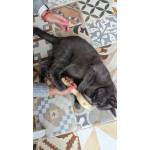 Комплект за грууминг функционална и симпатична четка гребен подходящ за ресане на котки и малки кучета + ножичка за рязане на нокти