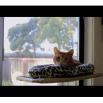 Висящо легло за котка със вакумни закачалки за стъкла