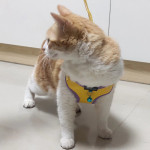 Нагръдник с каишка в бонбонени цветове за безопасно разхождане на малко куче или котка.